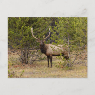 Cartão Postal Bull Elk Parque Nacional de Yellowstone