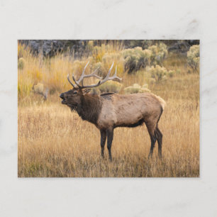 Cartão Postal Bull Elk Parque Nacional Yellowstone