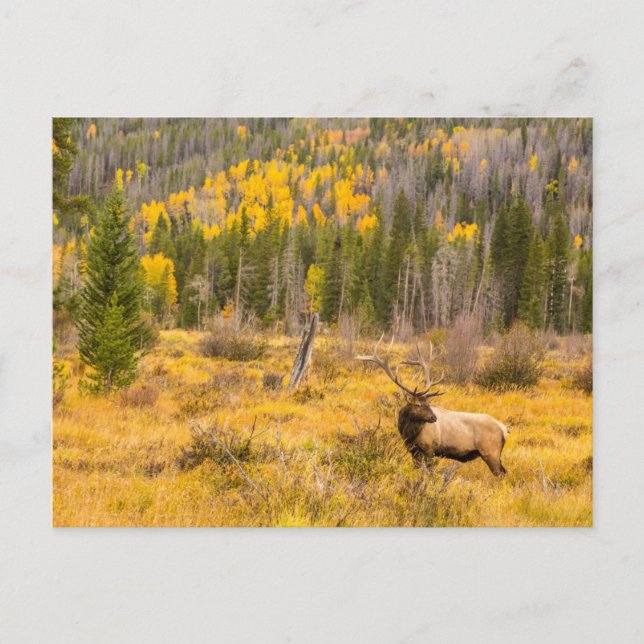 Cartão Postal Bull Elk | Rocky Mountain National Park Colorado (Frente)