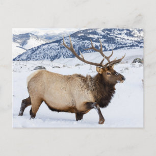 Cartão Postal Bull Elk   Wyoming