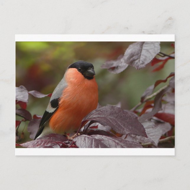 Cartão Postal Bull Finch (Frente)