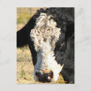 Cartão Postal Bull Handsome