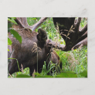 Cartão Postal Bull Moose