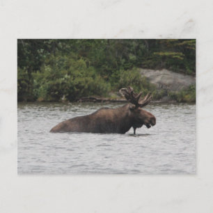 Cartão Postal Bull Moose