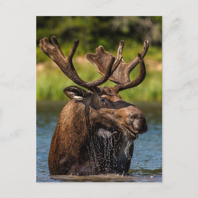 Cartão Postal Bull Moose | Glacier National Park Montana (Frente)