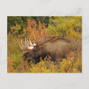 Cartão Postal Bull Moose Parque Nacional Denali, Alasca