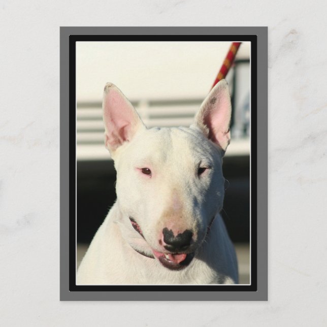 Cartão postal Bull Terrier (Frente)