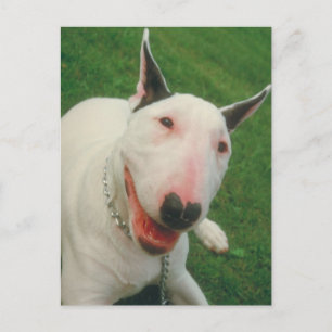 Cartão Postal Bull Terrier