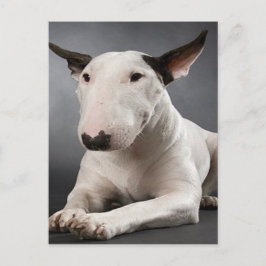 Cartão postal Bull Terrier inglês