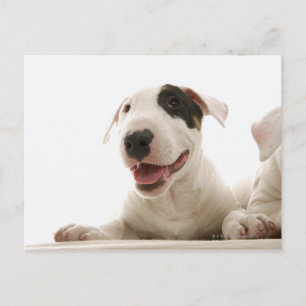 Cartão Postal Bull Terriers