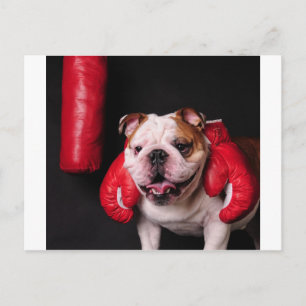 Cartão Postal Bulldog Boxer