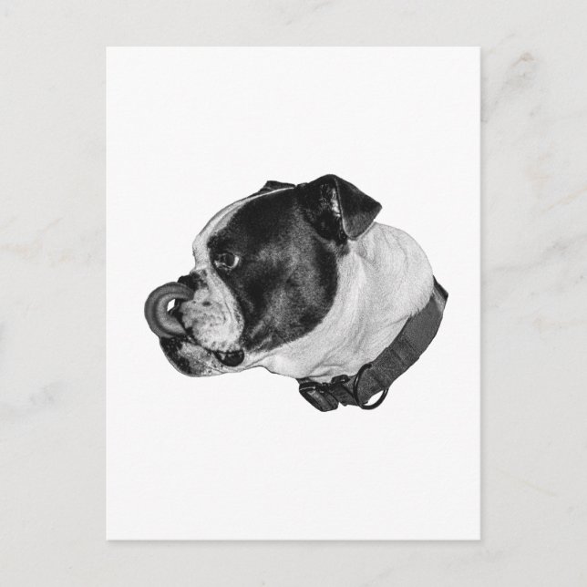 Cartão Postal Bulldog Calm Mail (Frente)