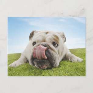 Cartão Postal Bulldog Deitado em Lábios de Licenciamento de Gra