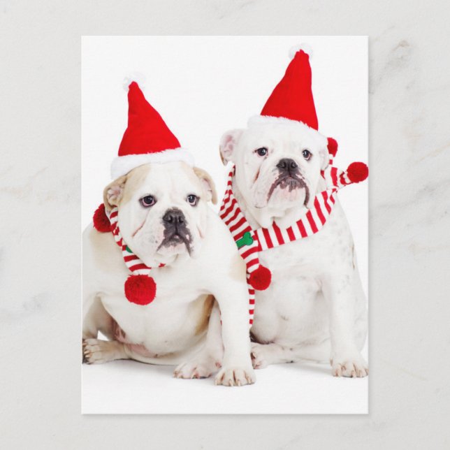 Cartão Postal Bulldog Elves (Frente)