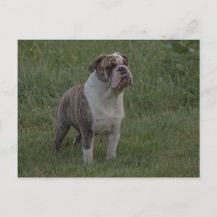 Cartão Postal Bulldog Fawn Brindle e Branco em Pé na Grama