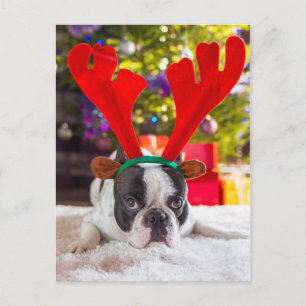 Cartão Postal Bulldog Francês Com Cavalos-Rebeldes