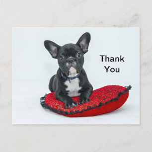 Cartão Postal Bulldog Francês Travesseiro Preto Foto Obrigado