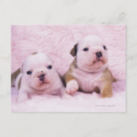 Bulldog; frequentemente chamado de Bulldog Inglês.