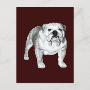 Cartão Postal Bulldog Inglês - Desenho do Lápis