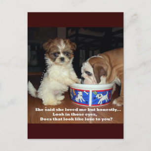 Cartão Postal Bulldog Inglês e Shih Tzu Puppy