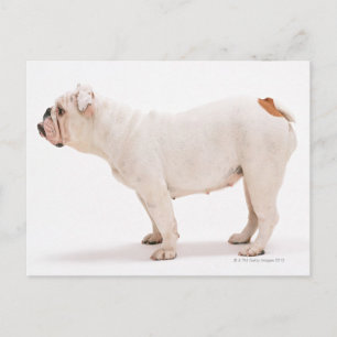Cartão Postal Bulldogue