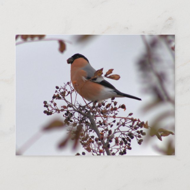 Cartão Postal Bullfinch (Frente)