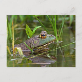 Cartão Postal Bullfrog Americano