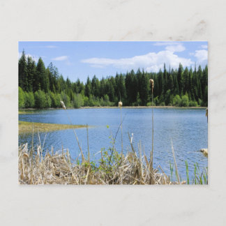 Cartão Postal Bullrush - Lago Marshall