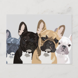 Cartão Postal Bulls Franceses   Cachorro francês