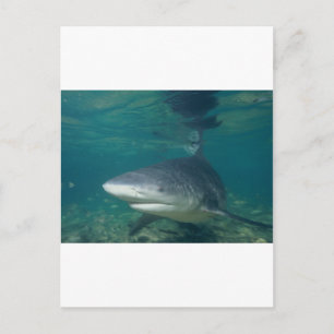 Cartão Postal Bullshark