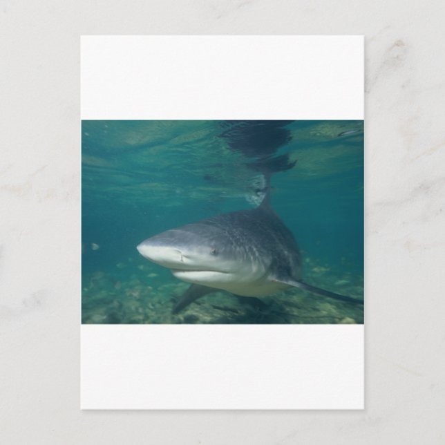 Cartão Postal Bullshark (Frente)