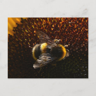 Cartão Postal Bumble Bee