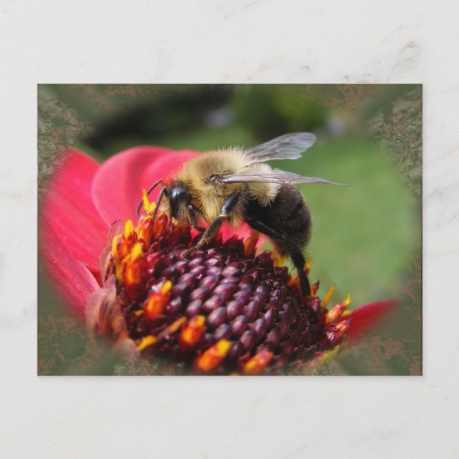 Cartão Postal Bumble Bee 195 ~ postal (Frente)