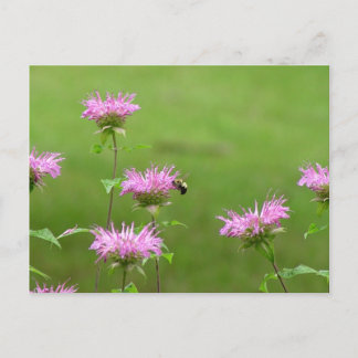 Cartão Postal Bumble Bee no Cartão-postal da Flor de Bee Balm