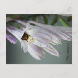 Cartão Postal Bumble Bee no Cartão-postal Hosta