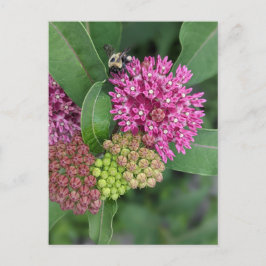 Cartão Postal Bumble Bee No Cartão-Postal Rosa Milkweed
