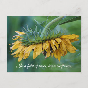 Cartão Postal Bumble Bee on Sunflower - Cartão-postal