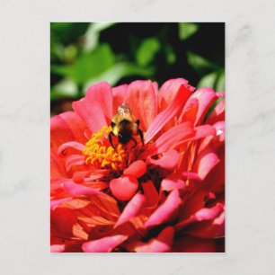 Cartão Postal Bumble floral de coral vermelho elegante