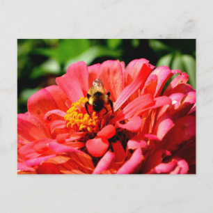 Cartão Postal Bumble floral de coral vermelho elegante