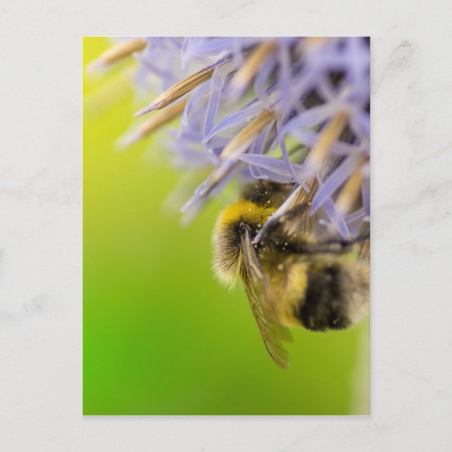 Cartão Postal Bumblebee em uma flor (Frente)