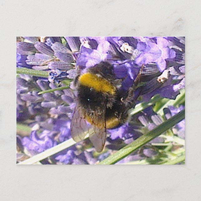 Cartão Postal Bumblebee no Cartão-Postal de Lavanda (Frente)