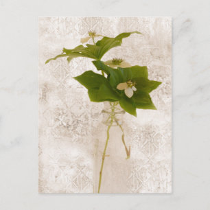 Cartão Postal Bunch Berry - Cartão-postal Wild Dogwood