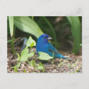Cartão Postal bunda indigo
