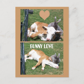 CARTÃO POSTAL BUNNIE LOVES CALF