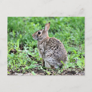 Cartão Postal Bunny
