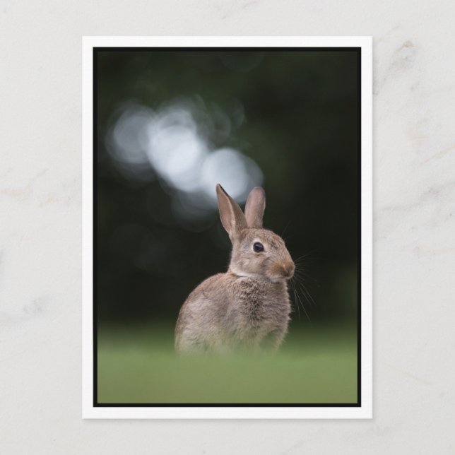 Cartão Postal Bunny (Frente)