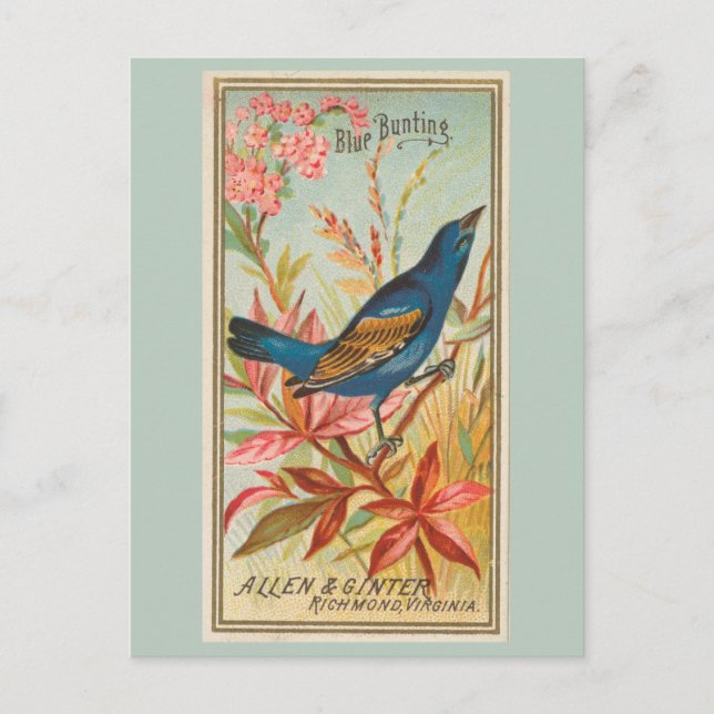 Cartão Postal Bunting Azul (Frente)