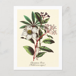 Cartão Postal Buquê de Flor de Natal Botânico Vintage