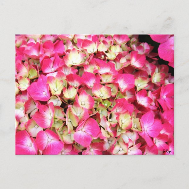 Cartão Postal Buquê de Hydrangea rosa (Frente)