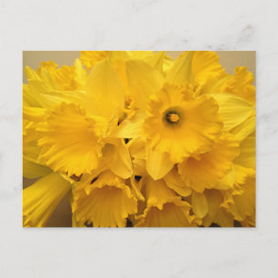Cartão Postal Buquê de Narcisos